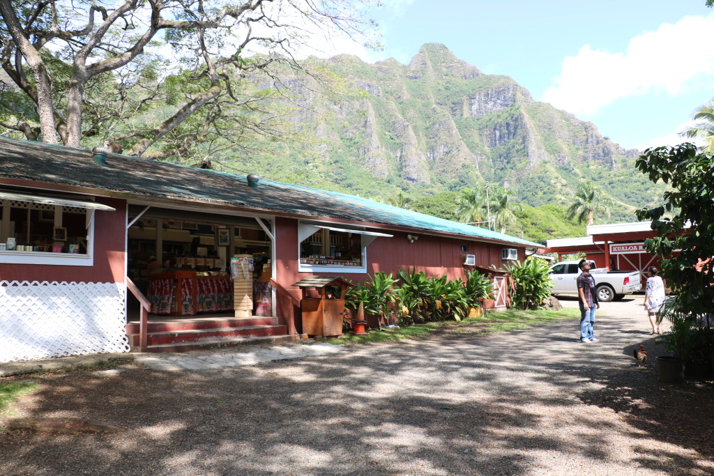 Macadamia nut farm