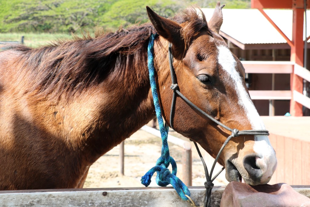 Horse at Kualoa ranch